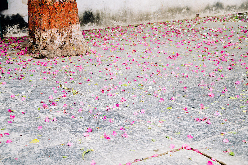 在印度乌代普尔的Saheliyon Ki Bari(少女花园)落下的花瓣